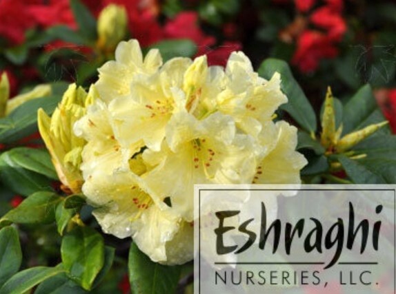 Rhody Capistrano 2 gal