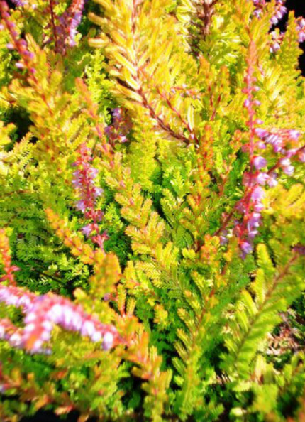 Calluna Multicolor 1 gal