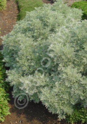 Artemisia Powis Castle QT