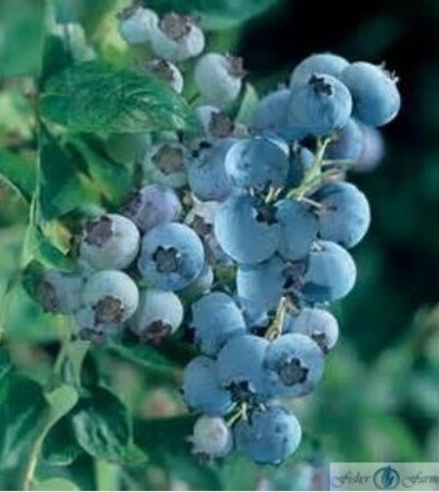 Blueberry Reka 1 gal
