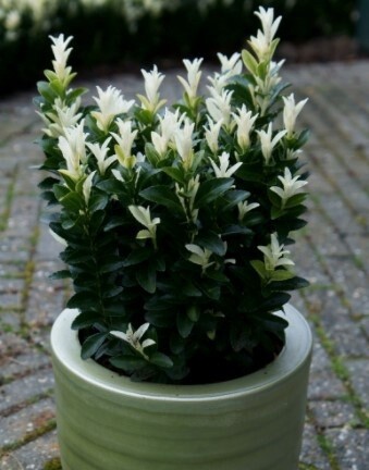 Euonymus Blond 1 gal
