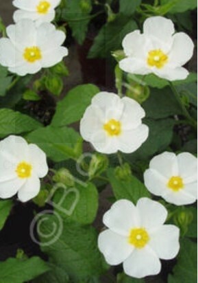 Cistus Corbariensis 1 gal