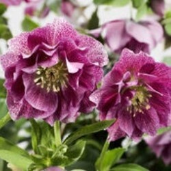Hellebore Elly 1 gal