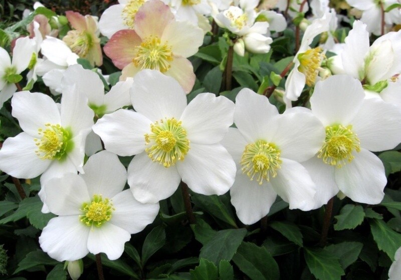 Hellebore Jacob PC1 gallon