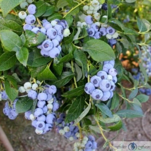 Blueberry Blue Crop 1 gal