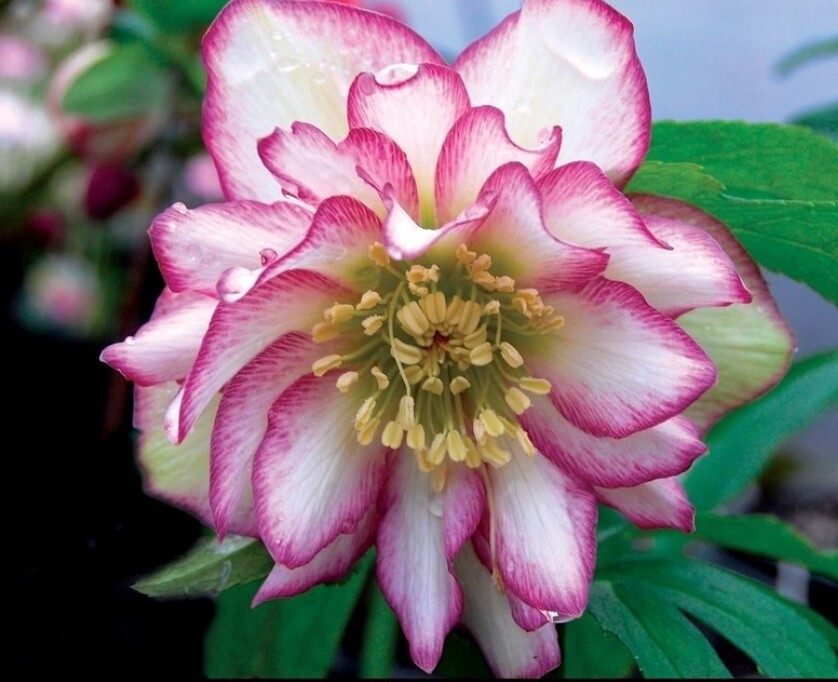 Hellebore Winter Rose Quartz 1 gal