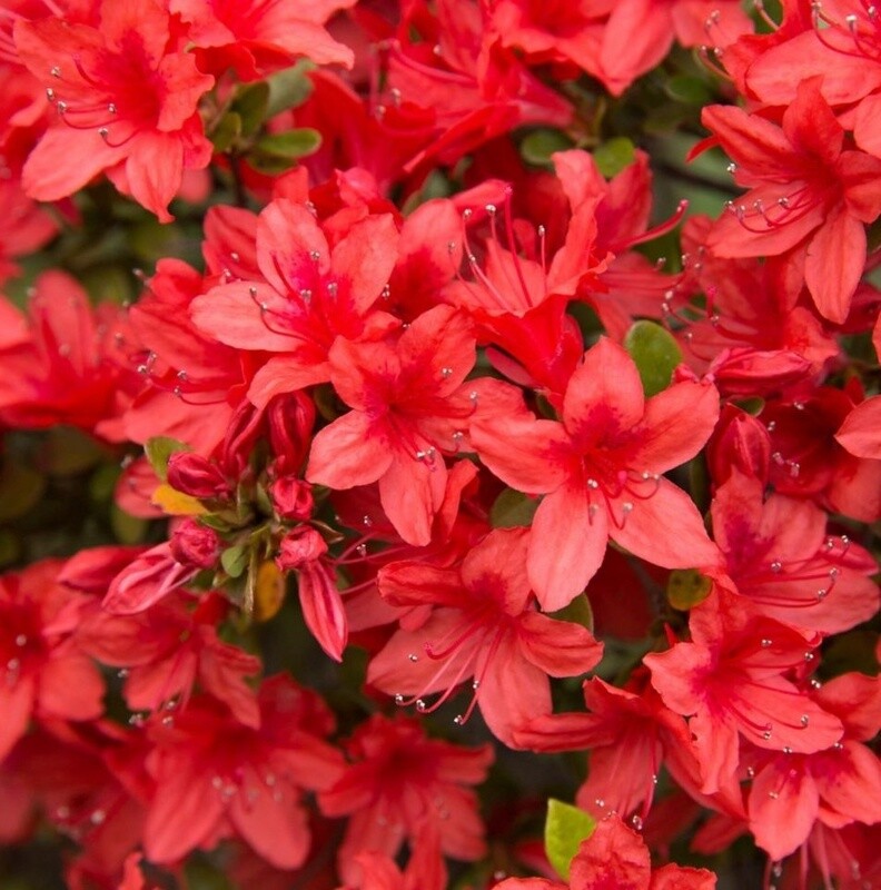 Azalea Stewartsonian 1 gal