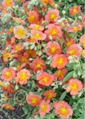 Sunrose fire dragon 4&quot;