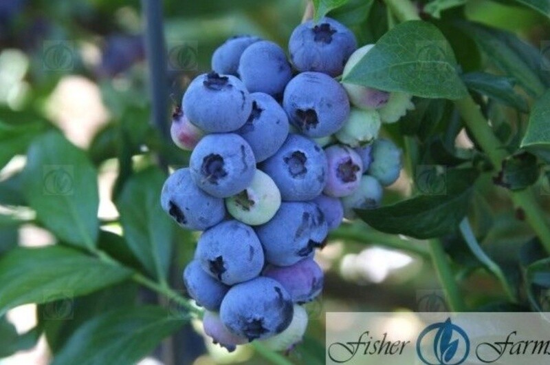 Blueberry Blueray 1 gal