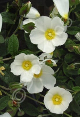 Cistus  Prostrate Rockrose 1 gal