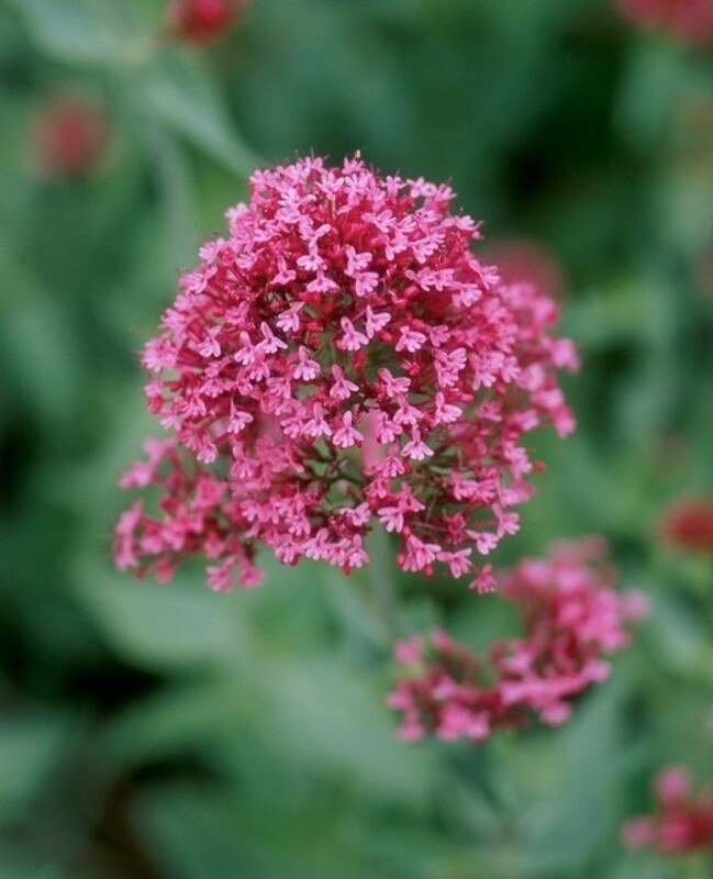 Centranthus Red Valerian 4&quot;