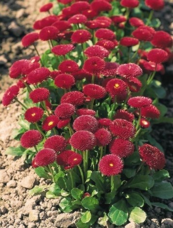 Bellis Tasso red 4&quot;
