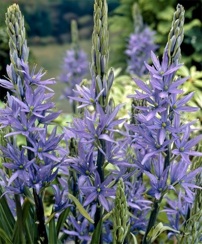 Camassia leichtlinii caerulea 1 gal