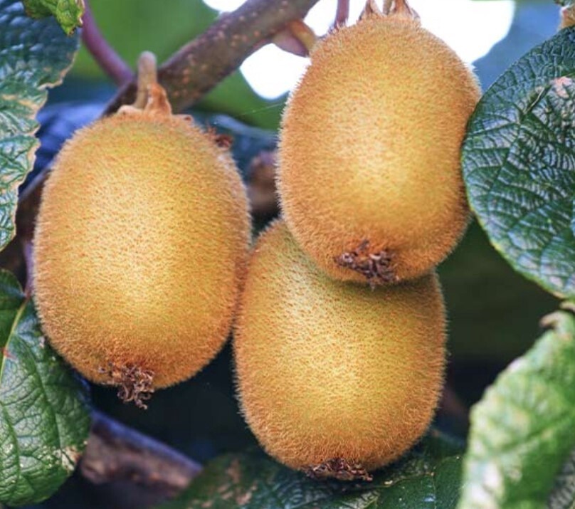 Kiwi Fuzzy Jenny 2 gal