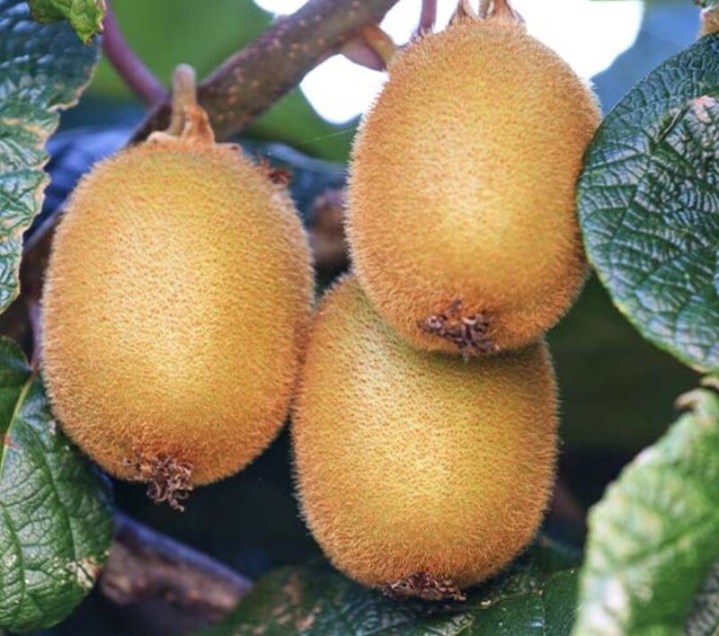 Kiwi Fuzzy Jenny 2 gal
