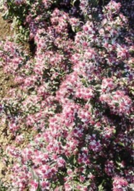 Aster Prince 1 gal