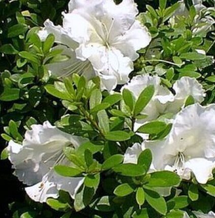 Azalea Girards White 1 gal