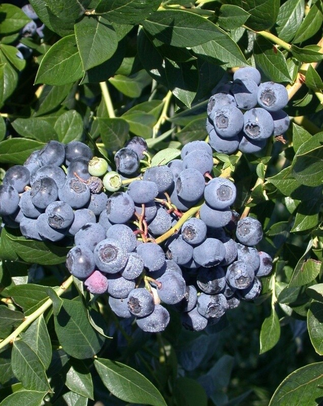 Blueberry Patriot 6 gal