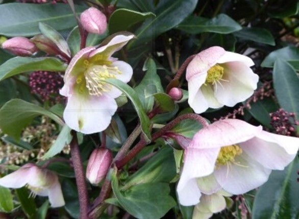 Hellebore Winterbells 1 gal