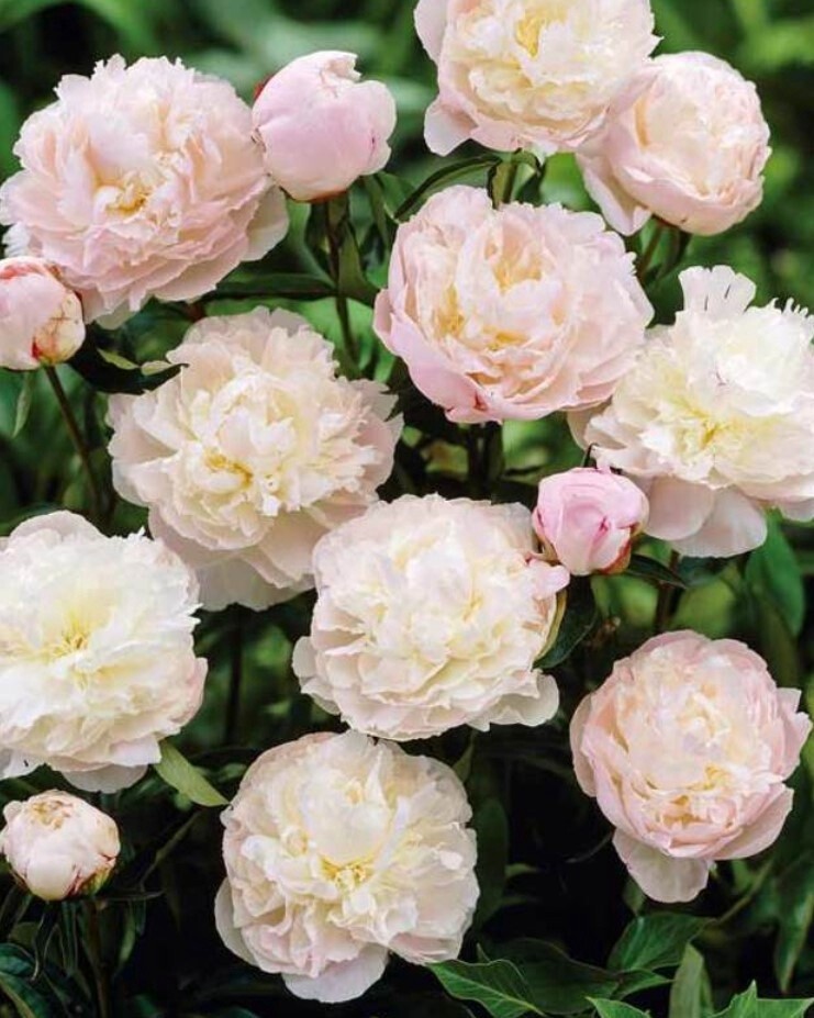 Peony Shirley Temple 2 gal