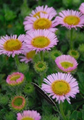 Erigeron Glaucus QT