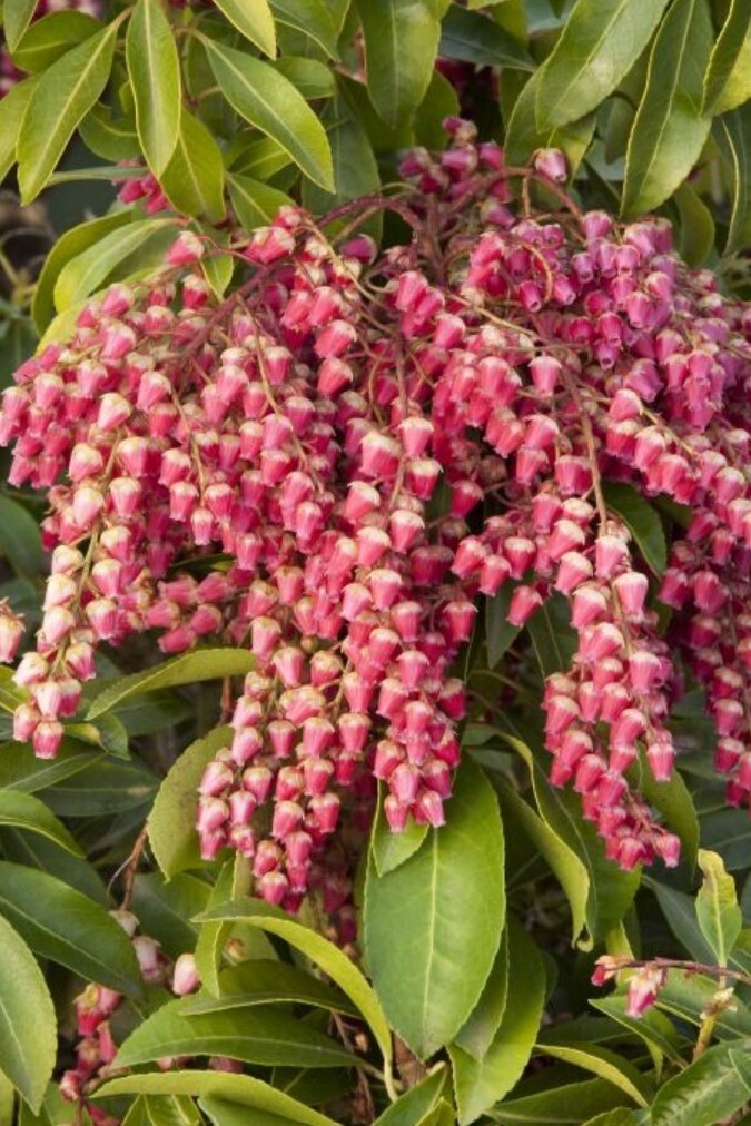 Pieris Valley Valentine 1 gal