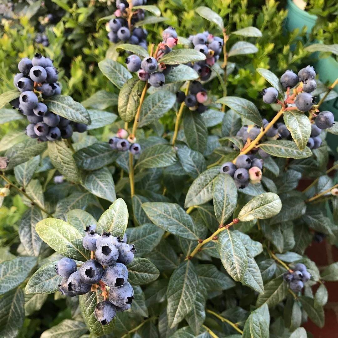 Blueberry Perpetua True #1