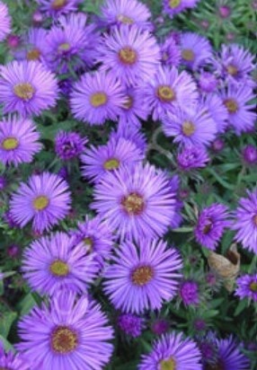 Aster Purple Dome 4&quot;