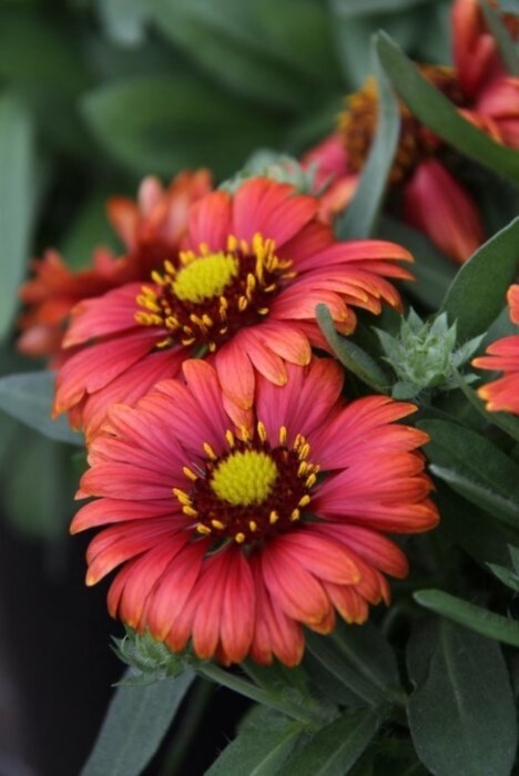 Gaillardia Arizona 4&quot;