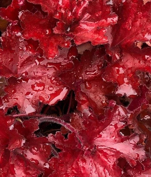 Heuchera Forever Red 1 gal