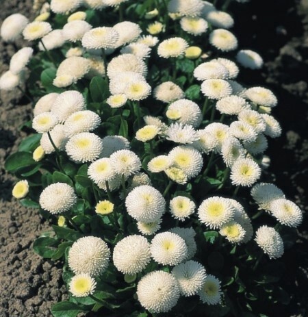 Bellis White 4&quot;