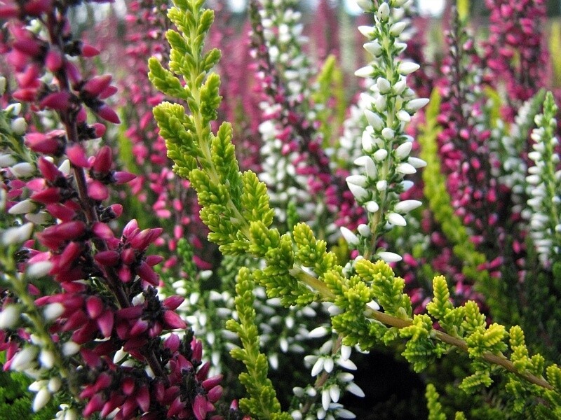 Calluna Garden Girls Qt