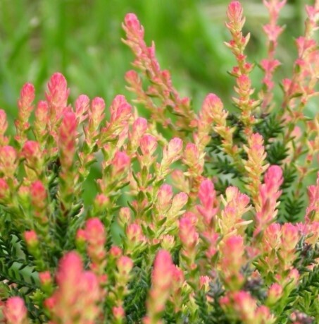 Calluna Spring Torch 4&quot;