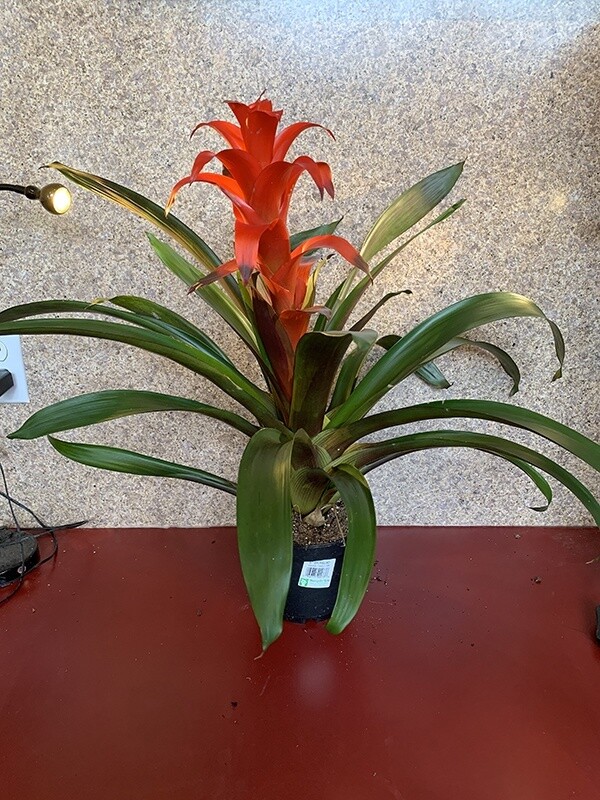 Bromeliad Assorted 6&quot;