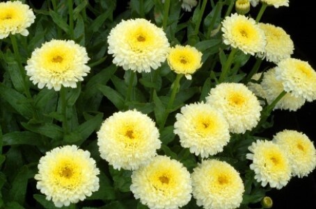 Shasta Daisy Luna qt