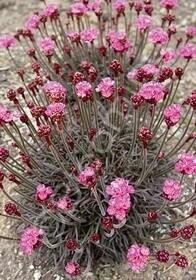 Armeria red leaf 4"