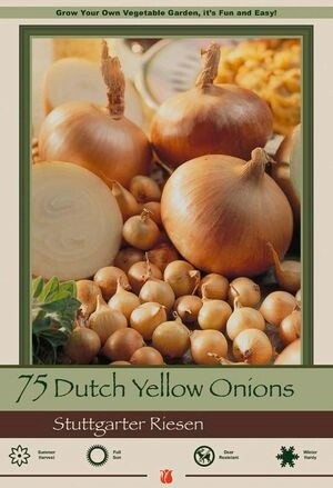 Yellow Onion/Stuttgarter Sets 75 bag