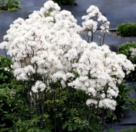 Meadow Rue White 1 gal