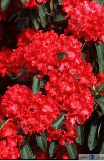 Rhody Jean Marie 2 gal