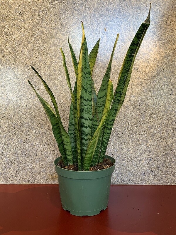 Snake  Zeylanica Plant 6"