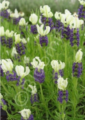 Lavender Madrid Blue 1 gal
