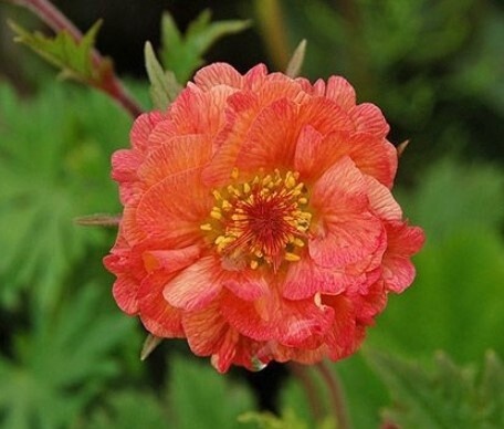 Geum Mai Tai 1 gal