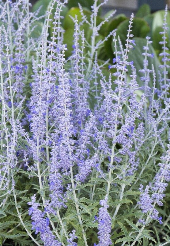 Perovskia Lacey Blue 1 gal