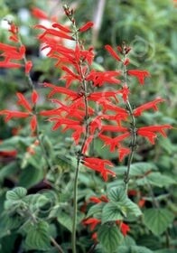 Sage Tangerine QT