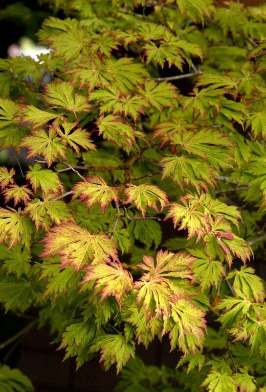 Japanese Maple Fern leaf 10 Gal