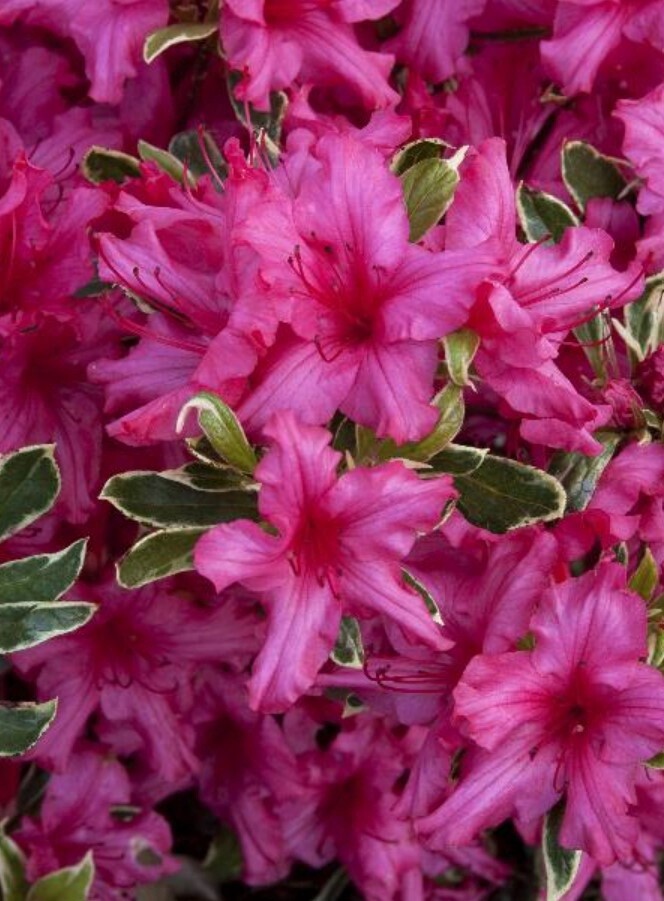 Azalea Silver Sword 1 gal