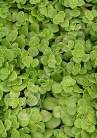 Sedum limelight 4"