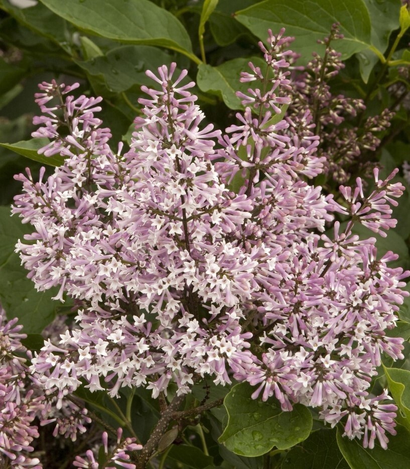 Lilac Miss Kim 2 gal