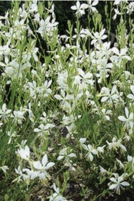 Gaura So White QT