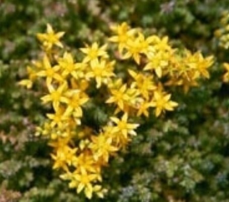 Sedum golden carpet 4&quot;